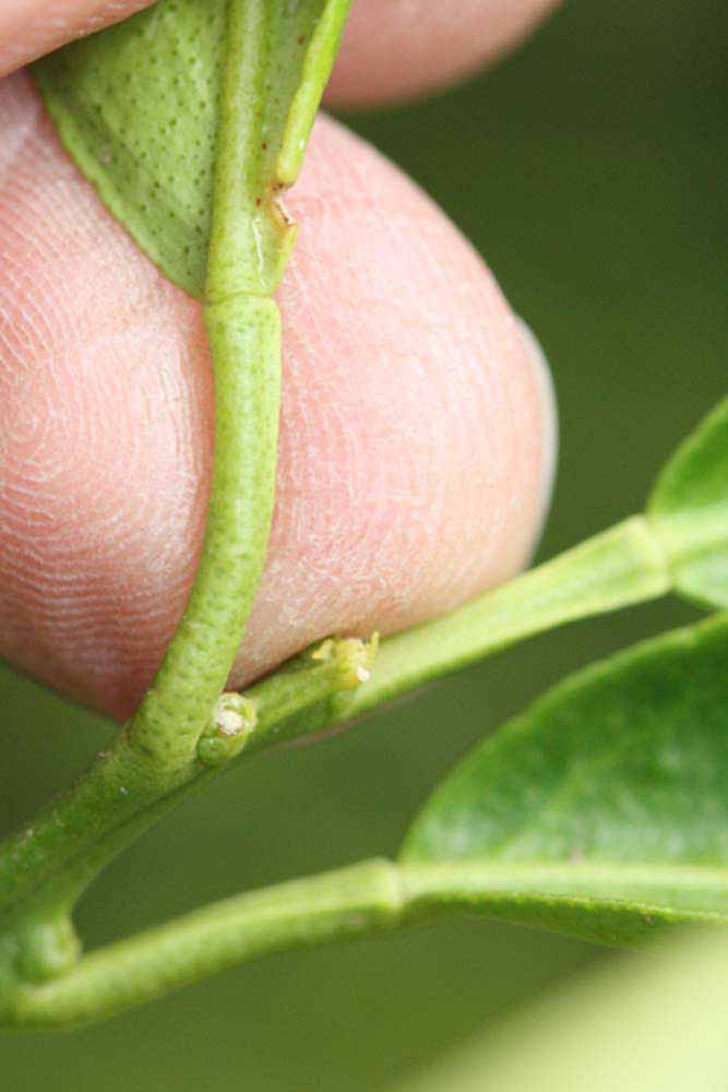              Petiole (Riverside, CA)       